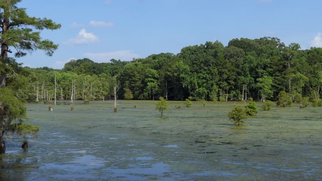 View of Chicot State Park near Ville Platte in Louisiana, USA. Wilderness landscape in the United States, American wild area with pond and trees