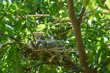 Colored Dove chicks in the nest
