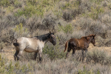 Naklejka na ściany i meble Wild Horse Mare and Foal in Colorado