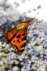 Obraz premium insect butterfly hive