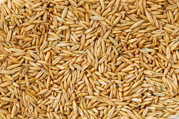 natural oat grains background, close up. Gold grain.