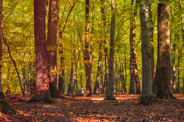 trees in the autumn oak forest
