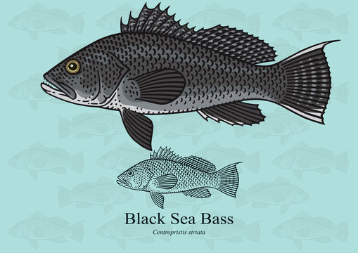 Black Sea Bass. Vector illustration with refined details and optimized stroke that allows the image to be used in small sizes (in packaging design, decoration, educational graphics, etc.)