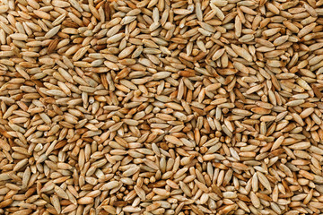 Natural oat grains background, closeup. vegetarian food