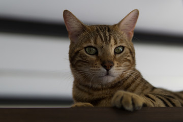 Süße entspannte Katze im Katzencafe