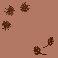 chocolate chrisantem and leaves