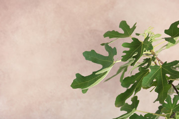 Young fig tree with lush leaves on color background, closeup. Space for text