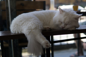 Süße entspannte Katze im Katzencafe