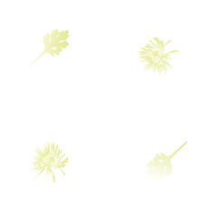 white chrisantem and leaves on white background