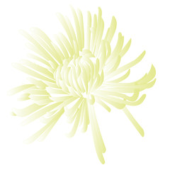 white chrisantemium on white background