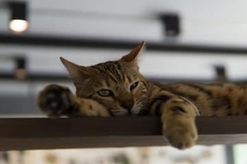 Süße entspannte Katze im Katzencafe