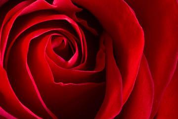 closeup look at a red rose and it petals