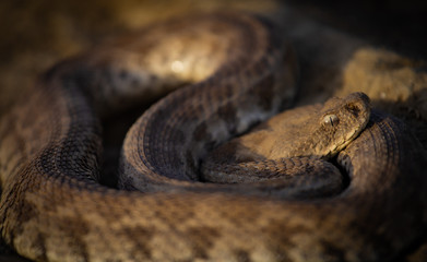 closeup of a snake