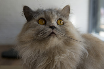 Naklejka na ściany i meble Süße entspannte Katze im Katzencafe