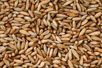 Natural oat grains background, closeup. vegetarian food