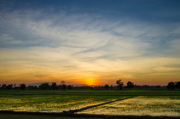 Fototapeta na wymiar rices field with sunset