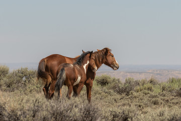 Fototapeta premium Wild Horse Mare and Foal in Colorado