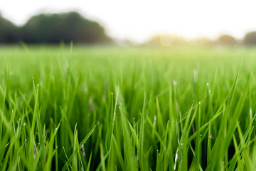 Image is blurred, Rice fields with the Orange Sun is beautiful images. Background images can be made and used for advertising.