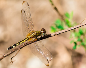 Dragonfly