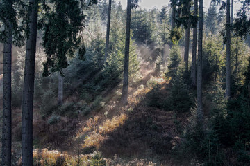 Obraz premium Jagdimpressionen