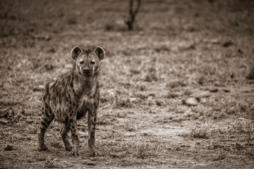 Fototapeta premium Hyena Standing