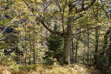 Fototapeta premium Old and hollow tree