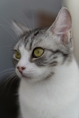 Süße entspannte Katze im Katzencafe