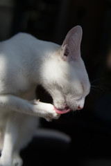 Süße entspannte Katze im Katzencafe