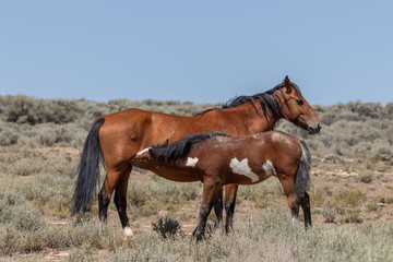 Wild Horse Mare and Foal in Colorado