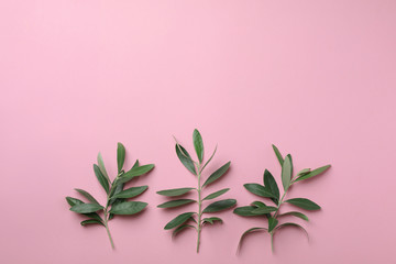 Twigs with fresh green olive leaves and space for text on color background, flat lay