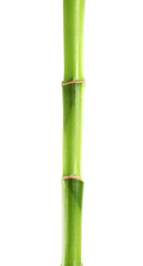 Beautiful green bamboo stem on white background