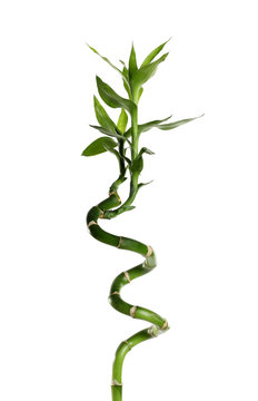 Green bamboo stem with leaves on white background