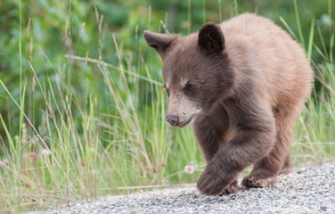 Black  bear cub © Jillian