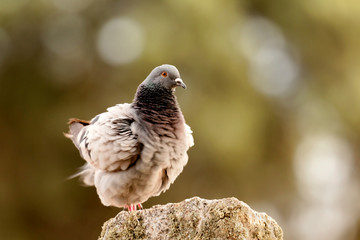 Beautiful wild pigeon