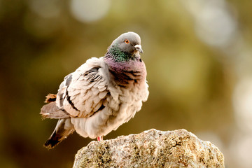 Beautiful wild pigeon