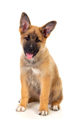 Young German Shepherd dog