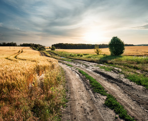 Fototapeta na wymiar Country road in field with ears of wheat