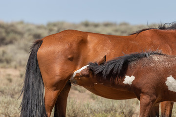 Wild Horse Mare and Foal in Colorado