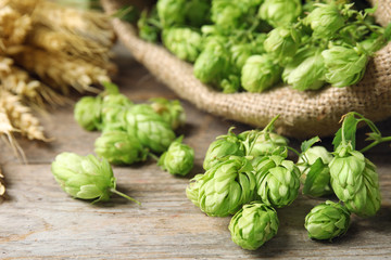 Fresh green hops on wooden table. Beer production