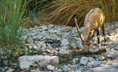 Wild Nubian Ibex (goat) profile.