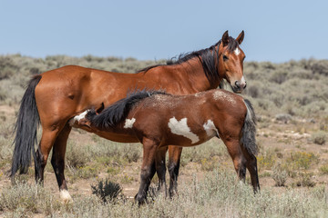 Naklejka na ściany i meble Wild Horse Mare and Foal in Colorado