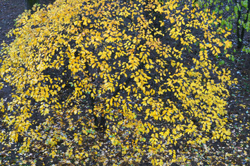 Yellow foliage in autumn.