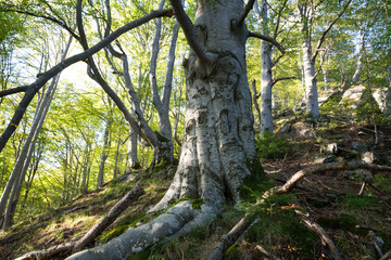 500 years old beech