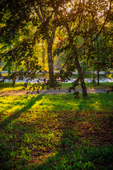Naklejka premium the sun's rays in the autumn Park, sunset through the leaves of trees