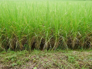 green grass in the field
