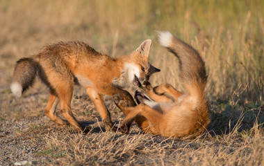 Red fox