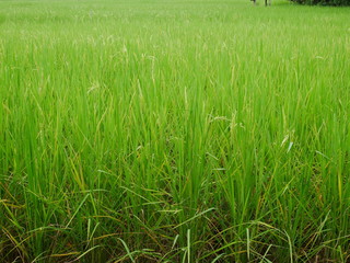 green grass in the field