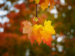 Colors of autumn, maple leaf