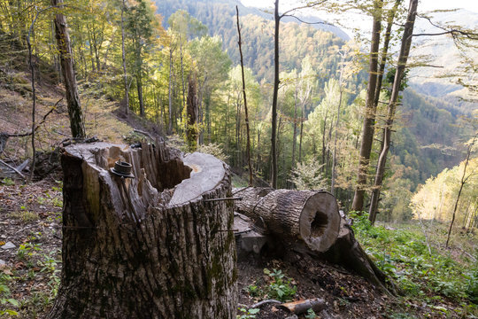 Logging in primeval forest of Boia Mica