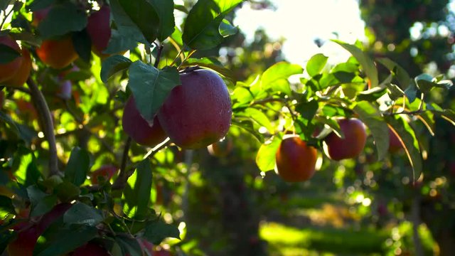 Organic red apples hanging from a tree branch in an apple orchard